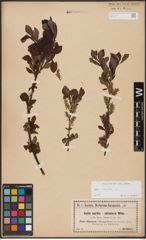 Foto von Salix aurita L.